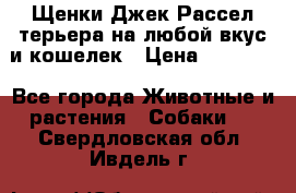 Щенки Джек Рассел терьера на любой вкус и кошелек › Цена ­ 13 000 - Все города Животные и растения » Собаки   . Свердловская обл.,Ивдель г.
